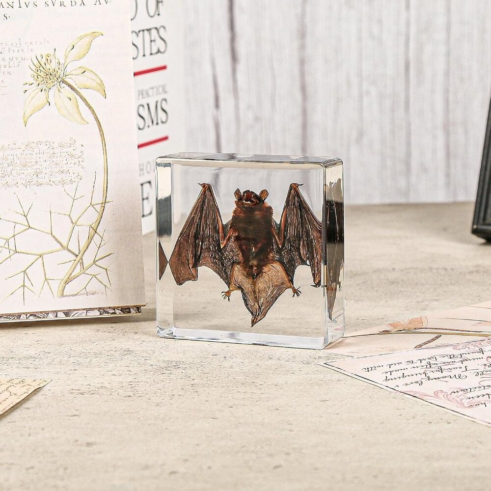 Real Bat Specimens,Taxidermy Bat Specimen in Resin for Science Classroom Science - Picture 5 of 7